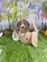 Prince, a male Poodle - Miniature  and Morkie for sale in Cooper City, FL – Photo 6 of 10