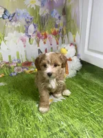 Prince, a male Poodle - Miniature  and Morkie for sale in Cooper City, FL – Photo 3 of 10