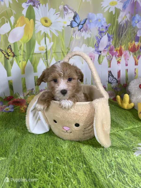 Prince, a male Poodle - Miniature  and Morkie for sale in Cooper City, FL – Photo 1 of 10