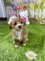 Prince, a male Poodle - Miniature  and Morkie for sale in Cooper City, FL – Photo 2 of 10