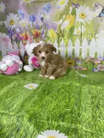 Prince, a male Poodle - Miniature  and Morkie for sale in Cooper City, FL – Photo 7 of 10