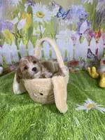 Prince, a male Poodle - Miniature  and Morkie for sale in Cooper City, FL – Photo 8 of 10