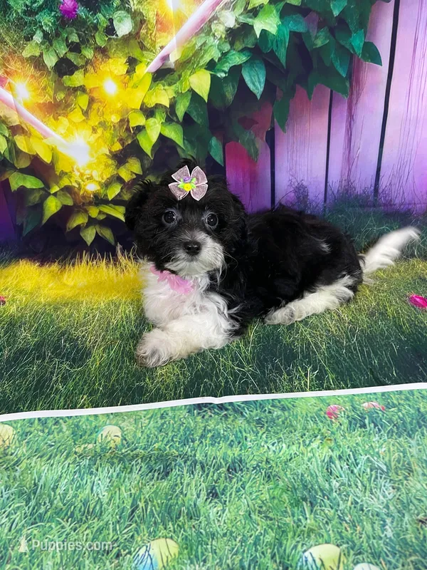 Kiara – Poodle - Miniature , Morkie puppy for sale in Cooper City, FL