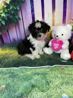 Kiara, a female Poodle - Miniature  and Morkie for sale in Cooper City, FL – Photo 2 of 10