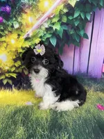 Kiara, a female Poodle - Miniature  and Morkie for sale in Cooper City, FL – Photo 6 of 10