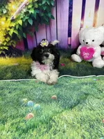 Kiara, a female Poodle - Miniature  and Morkie for sale in Cooper City, FL – Photo 5 of 10