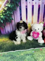 Kiara, a female Poodle - Miniature  and Morkie for sale in Cooper City, FL – Photo 4 of 10