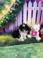 Kiara, a female Poodle - Miniature  and Morkie for sale in Cooper City, FL – Photo 3 of 10