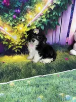 Kiara, a female Poodle - Miniature  and Morkie for sale in Cooper City, FL – Photo 10 of 10