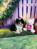 Kiara, a female Poodle - Miniature  and Morkie for sale in Cooper City, FL – Photo 7 of 10