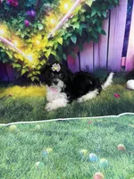 Kiara, a female Poodle - Miniature  and Morkie for sale in Cooper City, FL – Photo 8 of 10