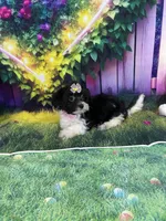 Kiara, a female Poodle - Miniature  and Morkie for sale in Cooper City, FL – Photo 9 of 10