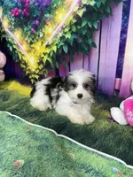 Ossito, a male Poodle - Toy  and Morkie for sale in Cooper City, FL – Photo 1 of 10