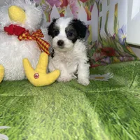Ossito, a male Poodle - Toy  and Morkie for sale in Cooper City, FL – Photo 3 of 10