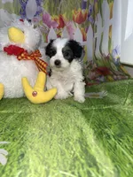 Ossito, a male Poodle - Toy  and Morkie for sale in Cooper City, FL – Photo 2 of 5