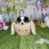 Ossito, a male Poodle - Toy  and Morkie for sale in Cooper City, FL – Photo 6 of 10