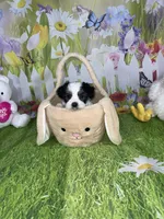 Ossito, a male Poodle - Toy  and Morkie for sale in Cooper City, FL – Photo 5 of 5