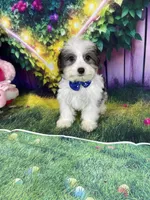 Ossito, a male Poodle - Toy  and Morkie for sale in Cooper City, FL – Photo 9 of 10