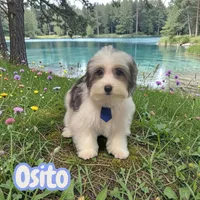 Osito, a male Poodle - Toy  and Morkie for sale in Cooper City, FL – Photo 5 of 10