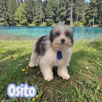Osito, a male Poodle - Toy  and Morkie for sale in Cooper City, FL – Photo 3 of 10