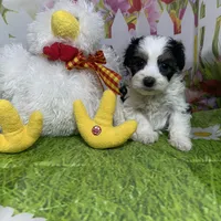 Ossito, a male Poodle - Toy  and Morkie for sale in Cooper City, FL – Photo 4 of 10