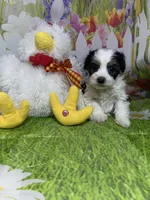 Ossito, a male Poodle - Toy  and Morkie for sale in Cooper City, FL – Photo 3 of 5