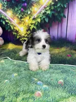 Ossito, a male Poodle - Toy  and Morkie for sale in Cooper City, FL – Photo 7 of 10