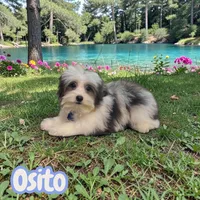 Osito, a male Poodle - Toy  and Morkie for sale in Cooper City, FL – Photo 4 of 10