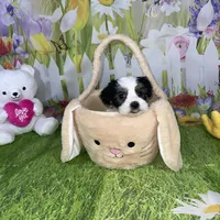 Ossito, a male Poodle - Toy  and Morkie for sale in Cooper City, FL – Photo 5 of 10