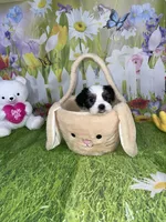 Ossito, a male Poodle - Toy  and Morkie for sale in Cooper City, FL – Photo 4 of 5