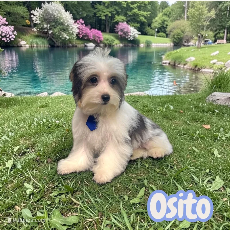 Osito – Poodle - Toy , Morkie puppy for sale in Cooper City, FL