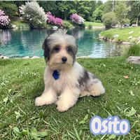 Osito, a male Poodle - Toy  and Morkie for sale in Cooper City, FL – Photo 1 of 10