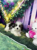 Ossito, a male Poodle - Toy  and Morkie for sale in Cooper City, FL – Photo 8 of 10