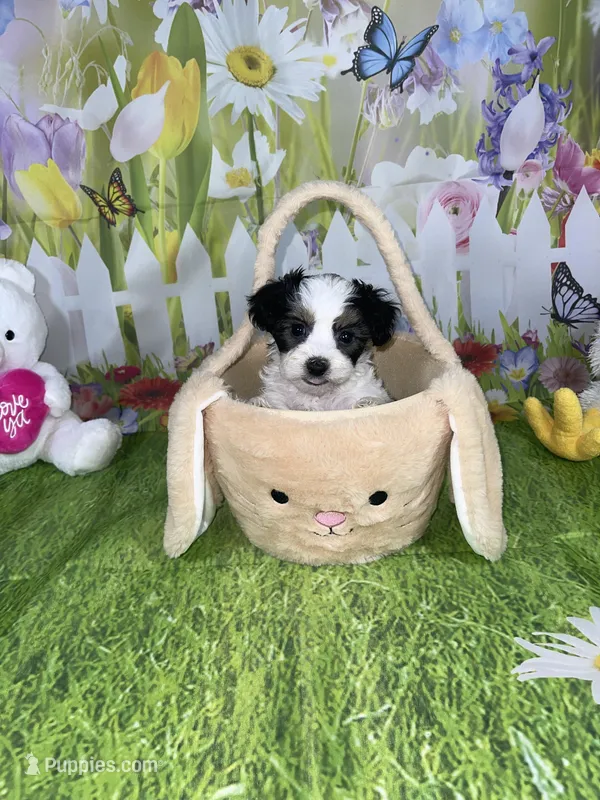 Ossito, a male Poodle - Toy  and Morkie for sale in Cooper City, FL – Photo 1 of 5