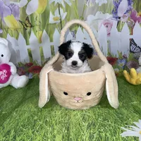 Ossito, a male Poodle - Toy  and Morkie for sale in Cooper City, FL – Photo 2 of 10