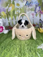 Ossito, a male Poodle - Toy  and Morkie for sale in Cooper City, FL – Photo 1 of 5