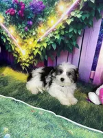 Ossito, a male Poodle - Toy  and Morkie for sale in Cooper City, FL – Photo 10 of 10