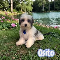 Osito, a male Poodle - Toy  and Morkie for sale in Cooper City, FL – Photo 2 of 10