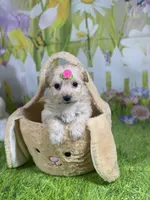 Kelly, a female Poodle - Toy  and Morkie for sale in Cooper City, FL – Photo 3 of 10