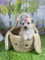 Kelly, a female Poodle - Toy  and Morkie for sale in Cooper City, FL – Photo 7 of 10