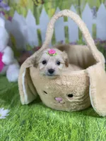 Kelly, a female Poodle - Toy  and Morkie for sale in Cooper City, FL – Photo 1 of 10