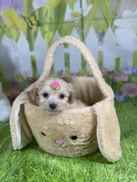 Kelly, a female Poodle - Toy  and Morkie for sale in Cooper City, FL – Photo 8 of 10