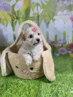 Kelly, a female Poodle - Toy  and Morkie for sale in Cooper City, FL – Photo 2 of 10