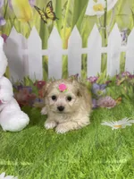 Kelly, a female Poodle - Toy  and Morkie for sale in Cooper City, FL – Photo 5 of 10