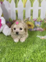 Kelly, a female Poodle - Toy  and Morkie for sale in Cooper City, FL – Photo 6 of 10