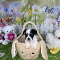 Oreo, a male Poodle - Toy  and Morkie for sale in Cooper City, FL – Photo 3 of 10