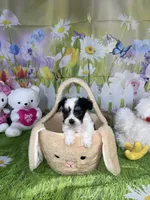 Oreo, a male Poodle - Toy  and Morkie for sale in Cooper City, FL – Photo 2 of 5