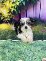 Oreo, a male Poodle - Toy  and Morkie for sale in Cooper City, FL – Photo 8 of 10