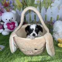 Oreo, a male Poodle - Toy  and Morkie for sale in Cooper City, FL – Photo 10 of 10