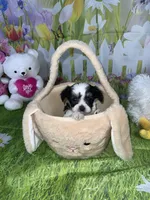 Oreo, a male Poodle - Toy  and Morkie for sale in Cooper City, FL – Photo 5 of 5